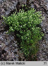 Galium sudeticum (przytulia sudecka)