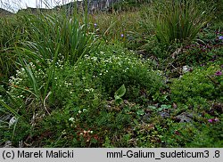 Galium sudeticum (przytulia sudecka)