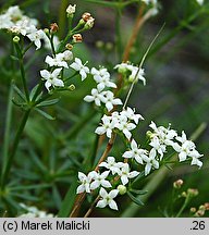 Galium sudeticum (przytulia sudecka)