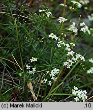 Galium sudeticum (przytulia sudecka)