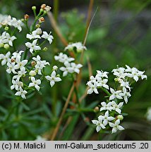 Galium sudeticum (przytulia sudecka)