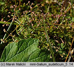 Galium sudeticum (przytulia sudecka)