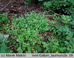 Galium taurinum (przytulia taurydzka)