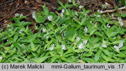 Galium taurinum (przytulia taurydzka)