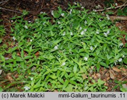 Galium taurinum (przytulia taurydzka)