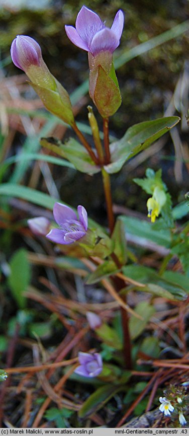 Gentianella campestris s.str. (goryczuszka polna)