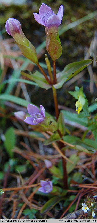 Gentianella campestris (goryczuszka polna)