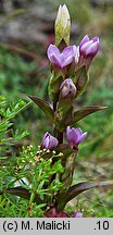 Gentianella campestris s.str. (goryczuszka polna)