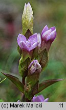 Gentianella campestris (goryczuszka polna)