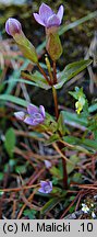Gentianella campestris s.str. (goryczuszka polna)