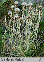 Gnaphalium supinum (szarota drobna)