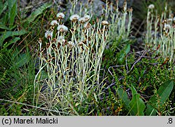 Gnaphalium supinum (szarota drobna)