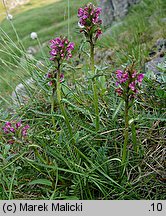 Pedicularis sudetica (gnidosz sudecki)