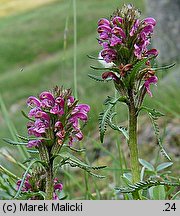 Pedicularis sudetica (gnidosz sudecki)