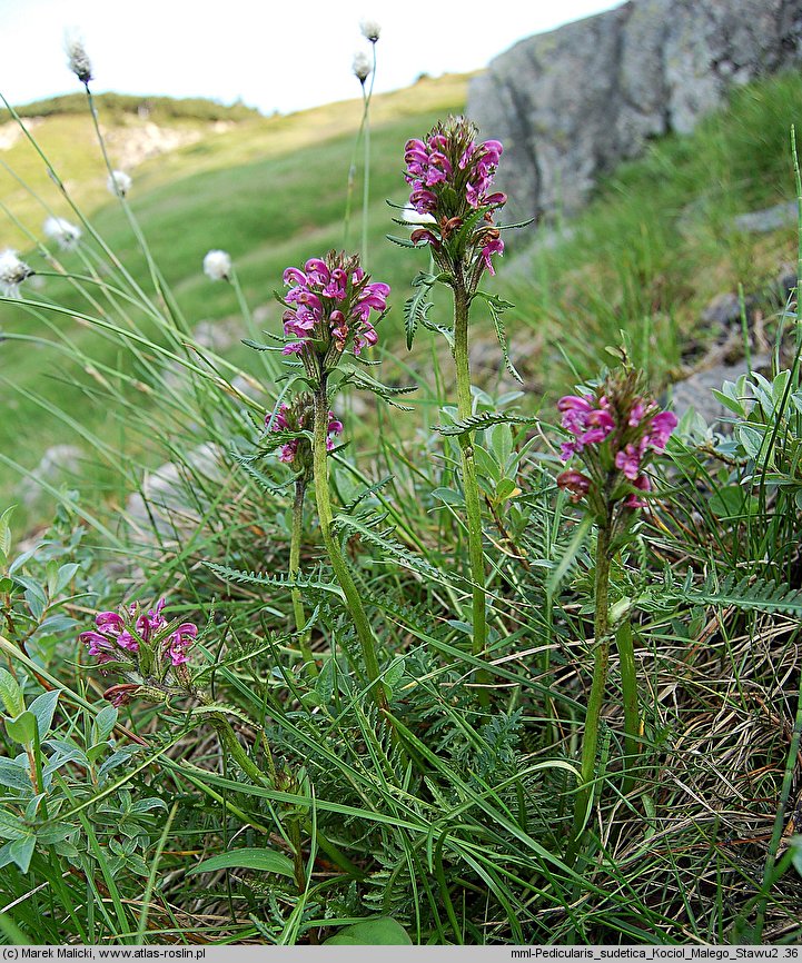 Pedicularis sudetica (gnidosz sudecki)
