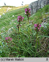 Pedicularis sudetica (gnidosz sudecki)