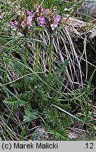 Pedicularis sudetica (gnidosz sudecki)