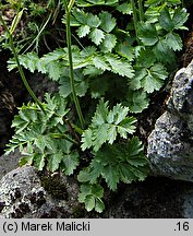 Pimpinella saxifraga ssp. rupestris (biedrzeniec mniejszy skalny)