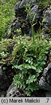 Pimpinella saxifraga ssp. rupestris (biedrzeniec mniejszy skalny)