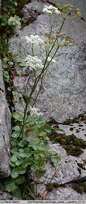 Pimpinella saxifraga ssp. rupestris (biedrzeniec mniejszy skalny)