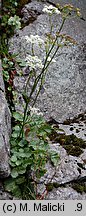 Pimpinella saxifraga ssp. rupestris (biedrzeniec mniejszy skalny)