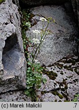 Pimpinella saxifraga ssp. rupestris (biedrzeniec mniejszy skalny)