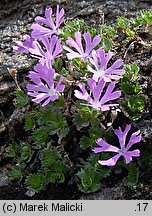 Primula minima (pierwiosnek maleńki)