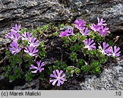 Primula minima (pierwiosnek maleńki)