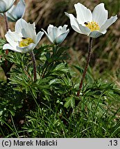 Pulsatilla alba (sasanka alpejska)