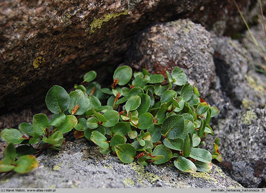 Salix herbacea (wierzba zielna)