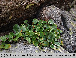 Salix herbacea (wierzba zielna)