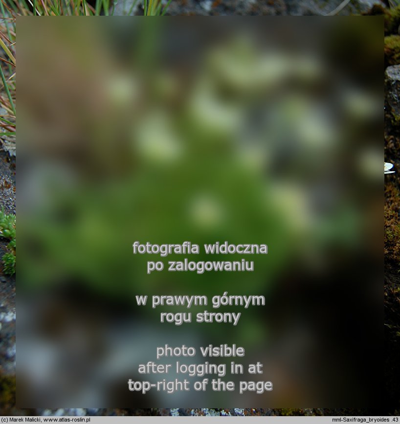 Saxifraga bryoides (skalnica mchowata)