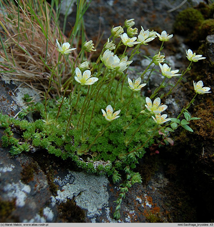 Saxifraga bryoides (skalnica mchowata)