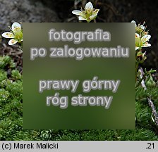 Saxifraga bryoides (skalnica mchowata)