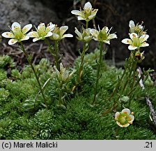 Saxifraga bryoides (skalnica mchowata)