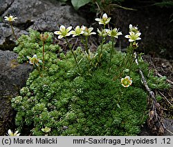 Saxifraga bryoides (skalnica mchowata)