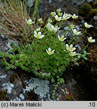 Saxifraga bryoides (skalnica mchowata)