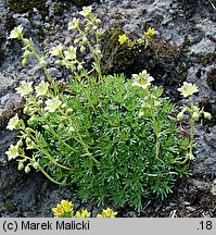 Saxifraga moschata ssp. basaltica (skalnica darniowa bazaltowa)