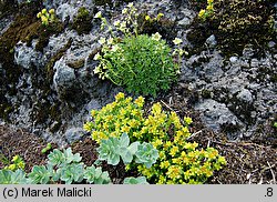 Saxifraga moschata ssp. basaltica (skalnica darniowa bazaltowa)