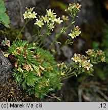 Saxifraga moschata ssp. basaltica (skalnica darniowa bazaltowa)