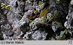 Saxifraga nivalis (skalnica śnieżna)