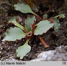 Saxifraga nivalis (skalnica śnieżna)