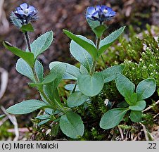 Veronica alpina (przetacznik alpejski)