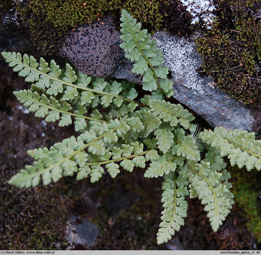 Woodsia alpina (rozrzutka alpejska)