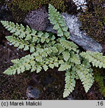 Woodsia alpina (rozrzutka alpejska)