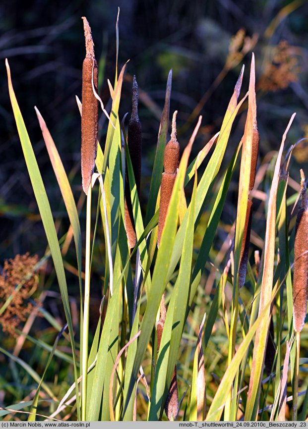 Typha shuttleworthii (pałka Shuttlewortha)