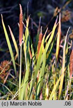 Typha shuttleworthii (pałka Shuttlewortha)