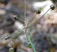 Luzula pilosa