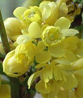 Mahonia aquifolium