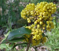 Mahonia aquifolium